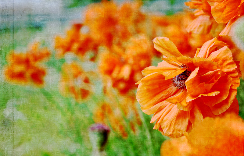 Poppies