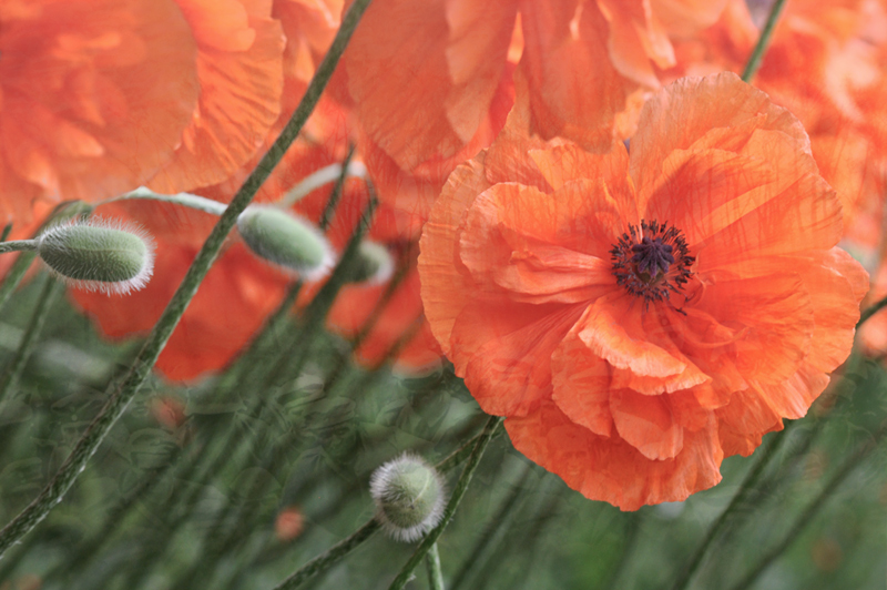 Remembrance