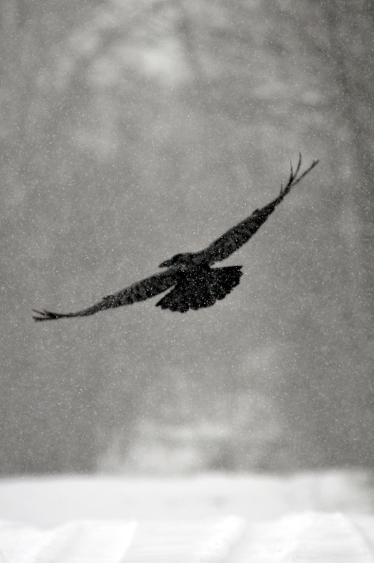 The Raven