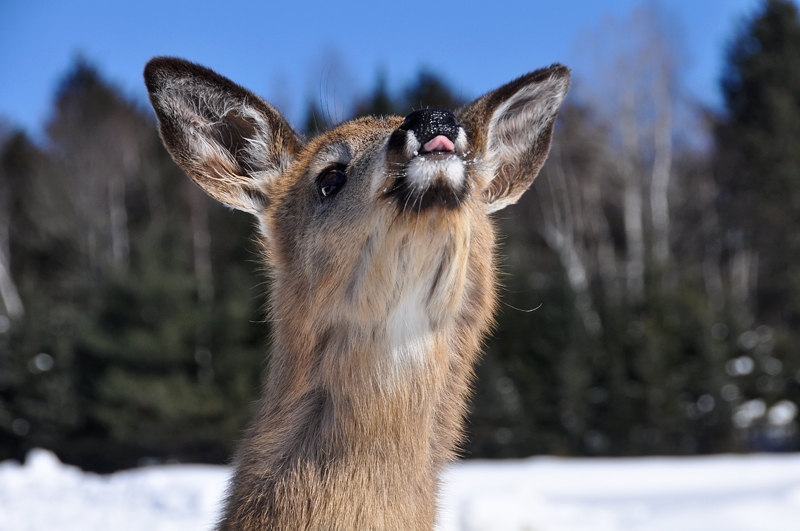 Oh my..Deer!