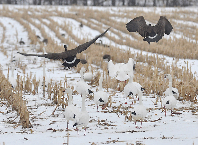 geese