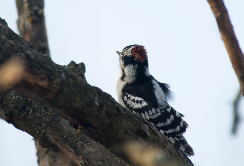 Downy Woodpecker