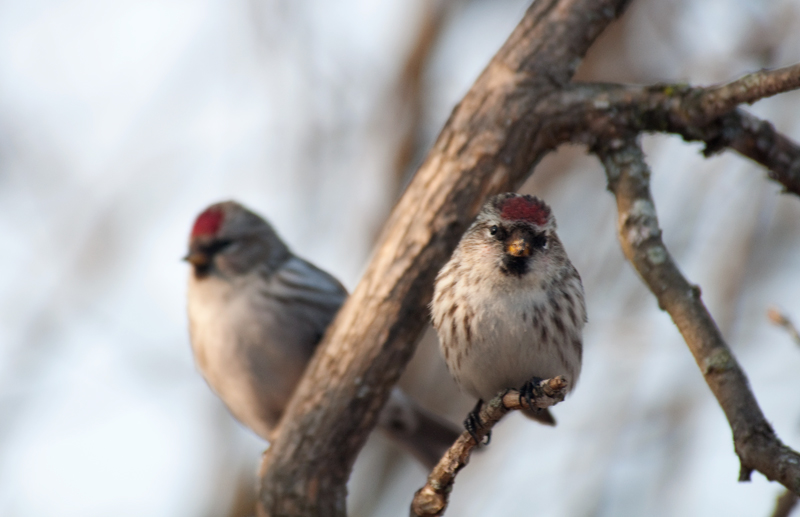 Hoary Redpoll