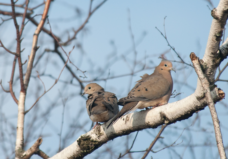 Mourning Doves