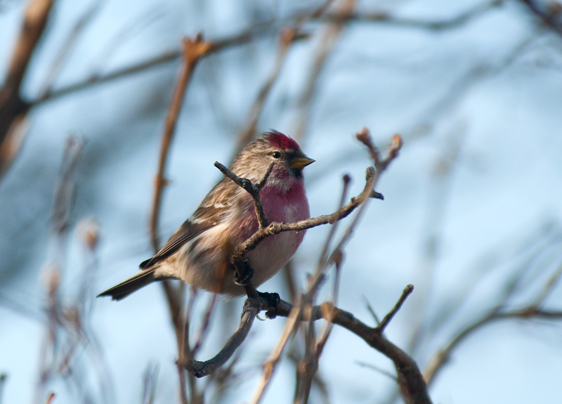 Male Redpoll