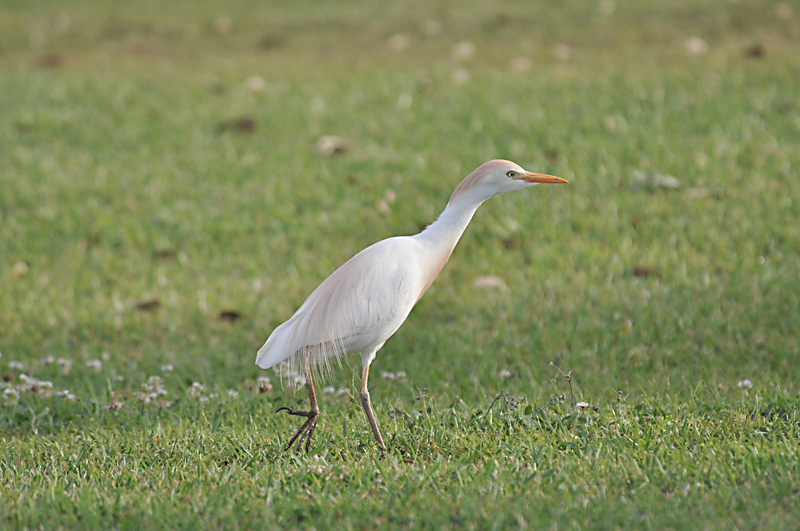 Cattle Egret - South Florida