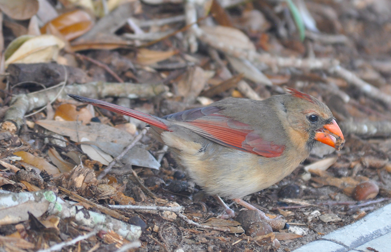 Female Cardinal