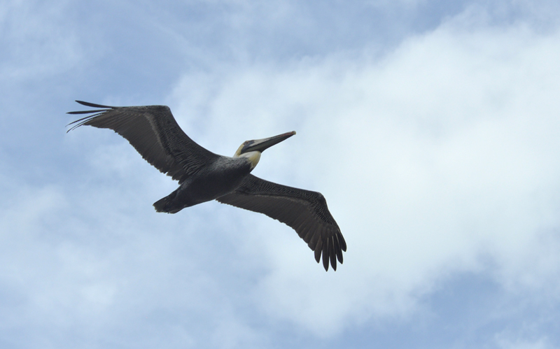 Brown Pelican