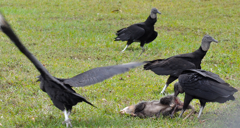 Black Vulture enjoying a Opossum snack