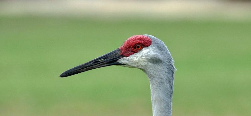 Sandhill Crane 