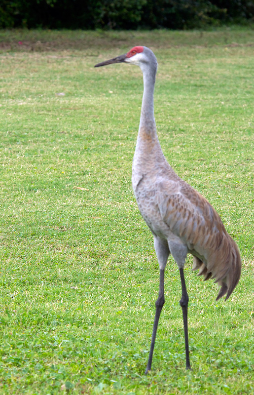 Sandhill Crane 