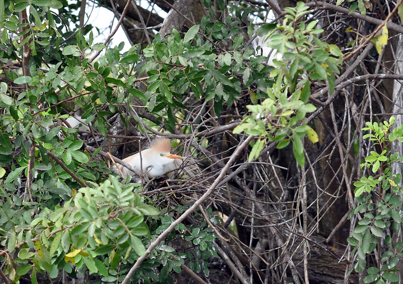 Cattle Egret Roost