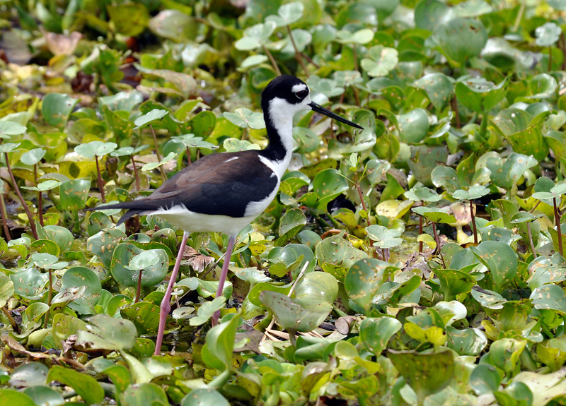 Black necked stilt