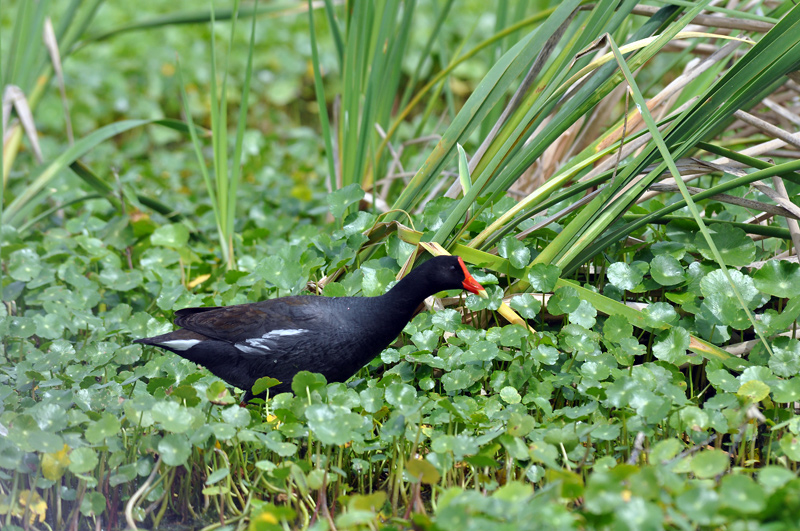 Common_Gallinuleback-side