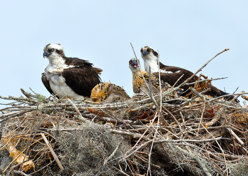 Osprey-Family