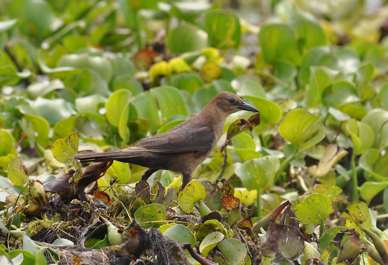 brown-noddy