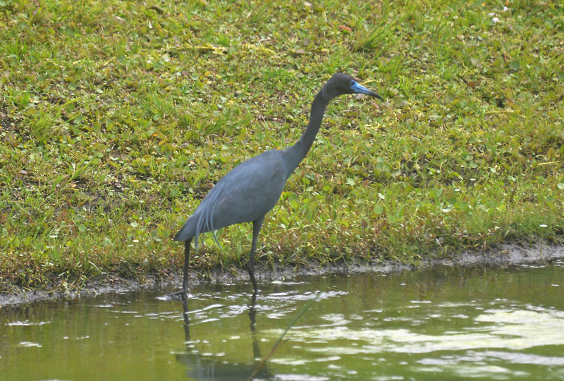 little-blue-heron