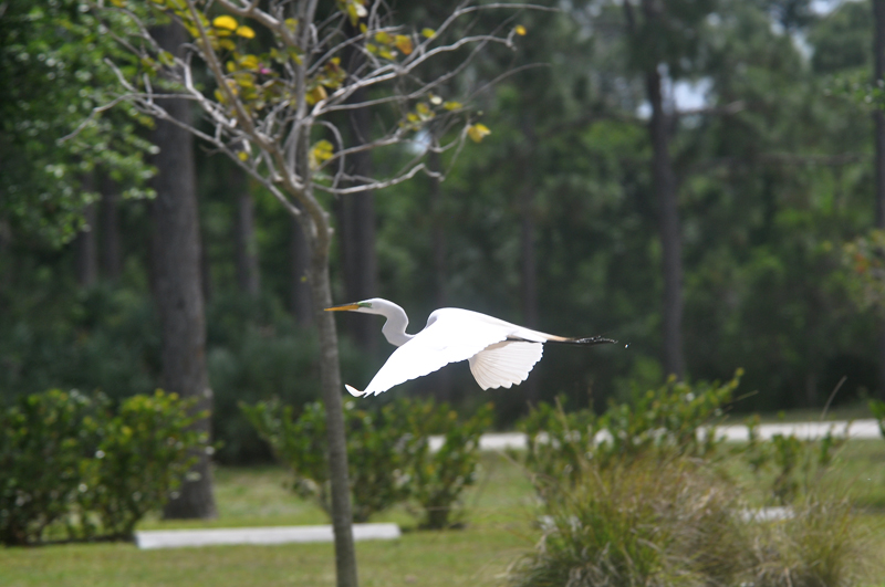 Great-Egret