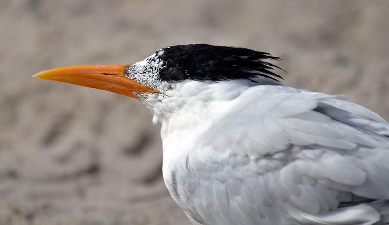 Tern