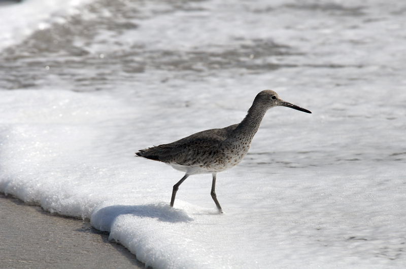 Willet