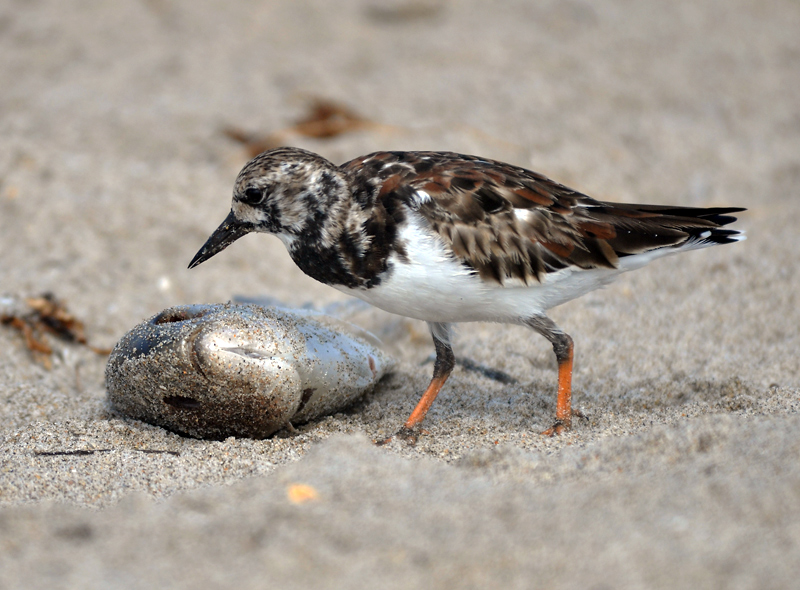 ruddy-turnstones-with-dinner