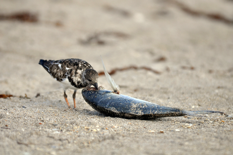 ruddy-turnstones