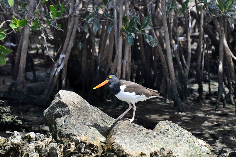 American-Oysterchatcher