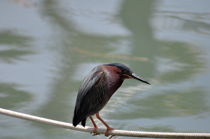 Green-Heron