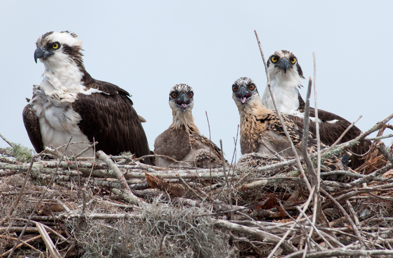 Osprey Family