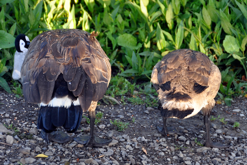goosegoose