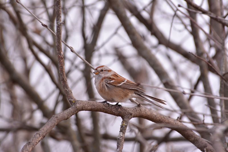 American Sparrow