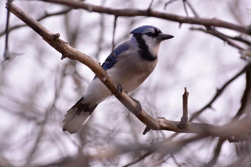 Blue Jay
