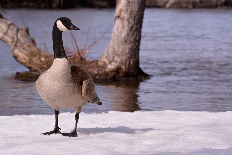 Canada Goose
