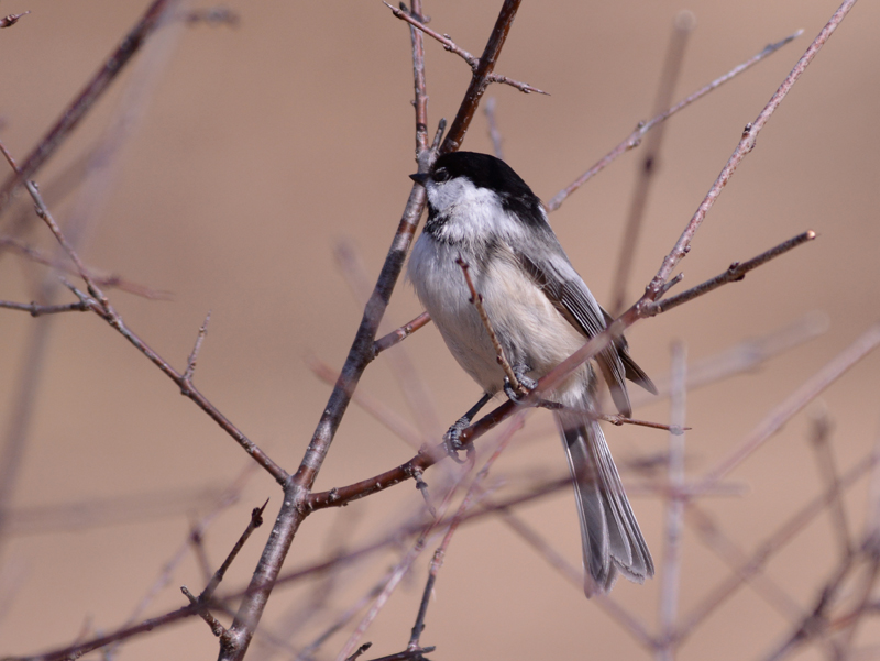 chickadee