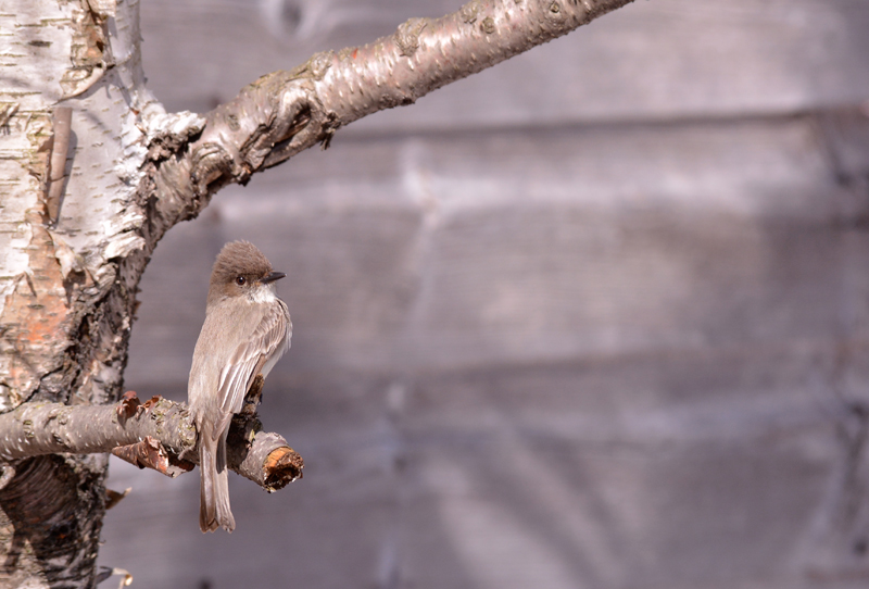 Eastern Phoebe 2
