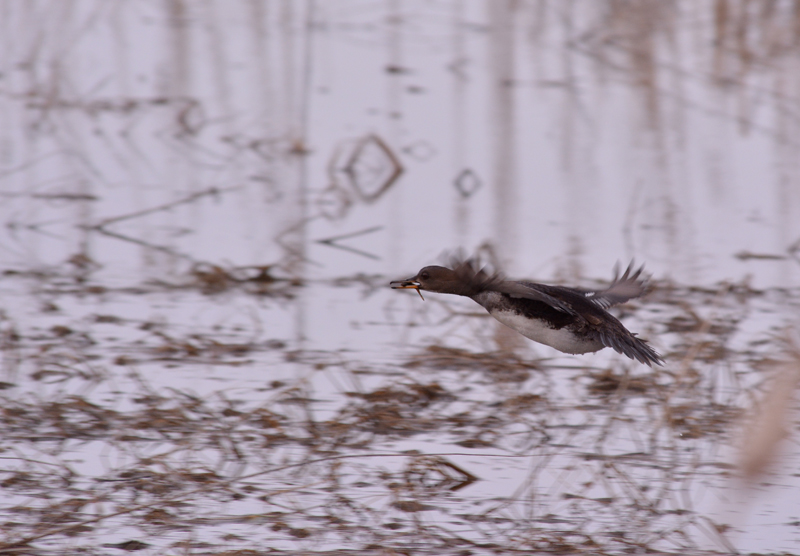 Female Hooded Merganser