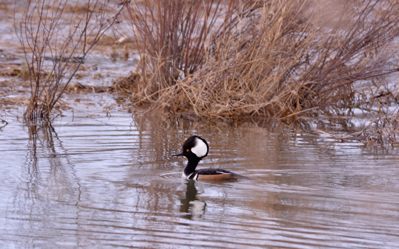 Male Hooded Merganser