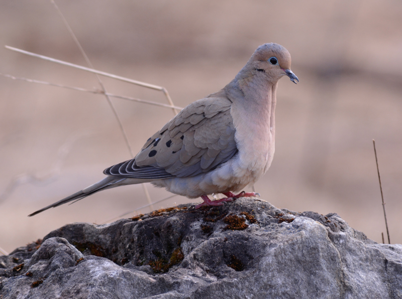 Mourning dove with deformed beak