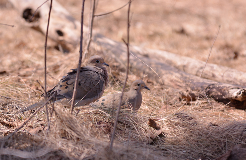 Mourning Doves