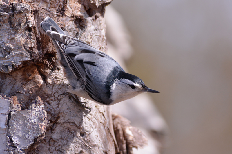 White-breasted Nuthatch
