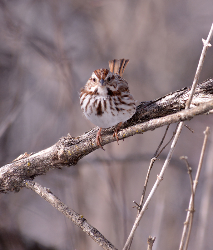 song-sparrow