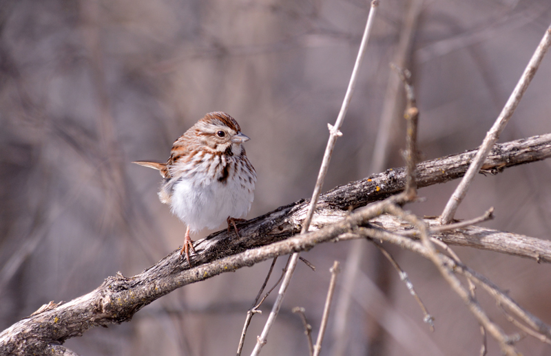 song sparrow