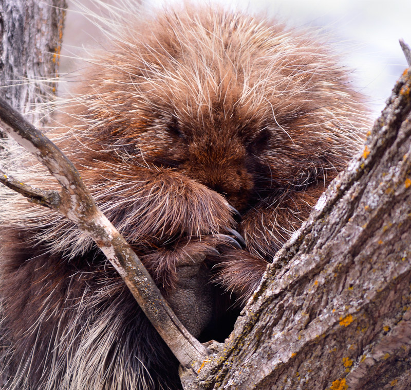 Snoozing 