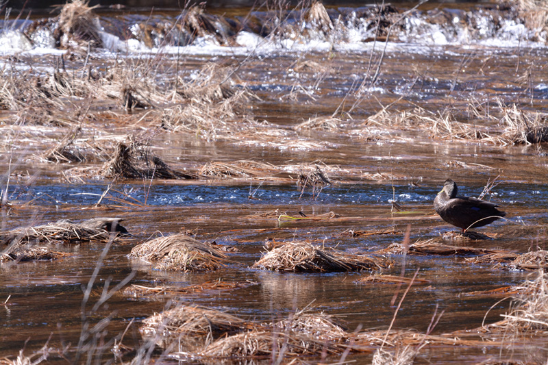 American Black Ducks