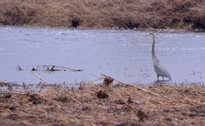 Blue Heron