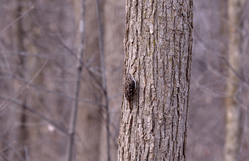 Brown Creeper