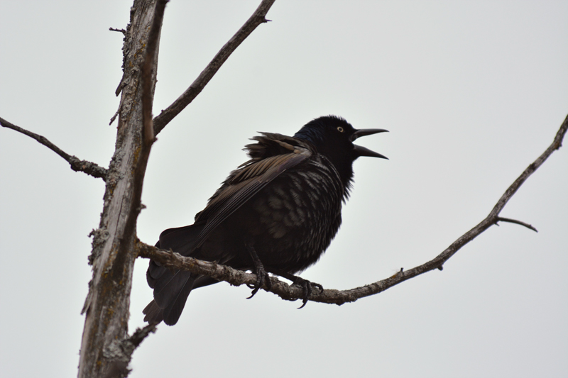 Brewer's Blackbird