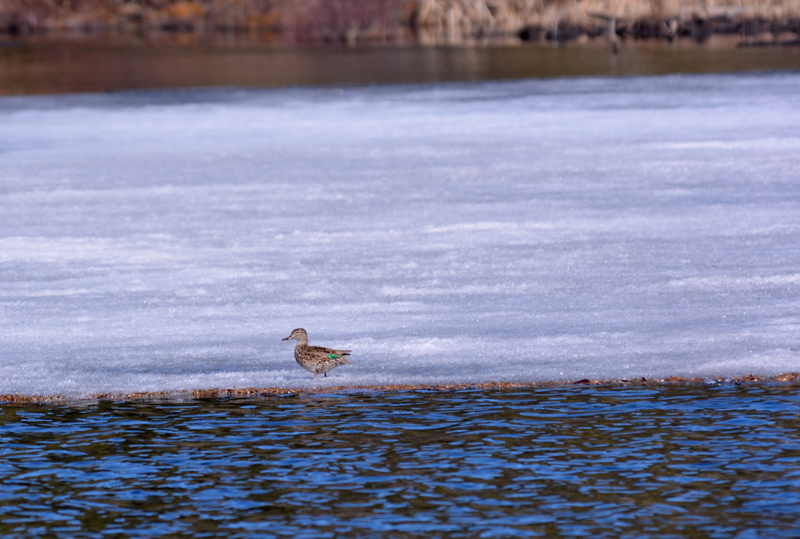 Female Green-winged-Teal