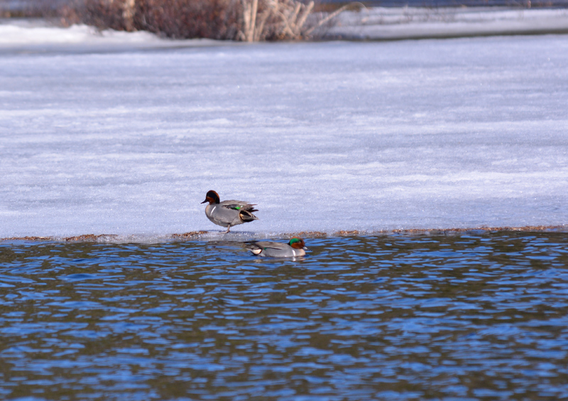  Green-winged-Teal Male