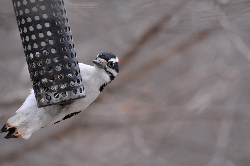 Downy Woodpecker - Male